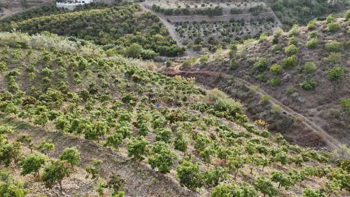 Esta evocadora vista aérea, capturada con nuestros drones en la provincia de Málaga, muestra la belleza y complejidad de los cultivos agrícolas en laderas, tan característicos de la región. La imagen destaca el meticuloso diseño de las plantaciones, optimizando el uso del terreno y el agua. Con nuestros servicios de agricultura de precisión mediante drones, ofrecemos a los agricultores malagueños herramientas avanzadas para el monitoreo de cultivos, detección temprana de plagas, análisis de estrés hídrico y gestión eficiente de recursos, impulsando la productividad de sus fincas agrícolas en Málaga y Andalucía.