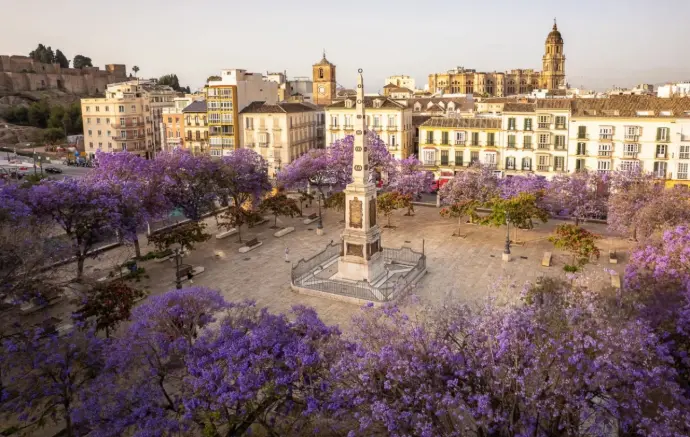 Espectacular vista aérea de la Plaza de la Merced en Málaga, adornada con la vibrante floración de las jacarandás, el obelisco central y la arquitectura histórica circundante, incluyendo edificios emblemáticos y la silueta de la Alcazaba al fondo. Esta imagen es ideal para mostrar la capacidad de los drones para fotografía y vídeo aéreo turístico en Málaga, resaltando la belleza del centro histórico, eventos culturales o proyectos de desarrollo urbano en la ciudad.
